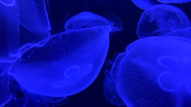Медузы, плавающие на голубом фоне — стоковое видео