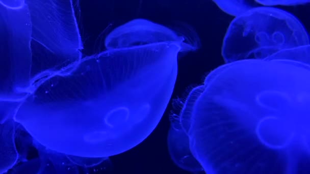 Group jellyfish floating blue light background — Stock Video