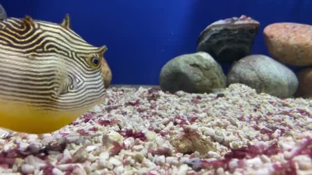 Тропические рыбы Aracana ornata аквариум закрыть синий фон — стоковое видео