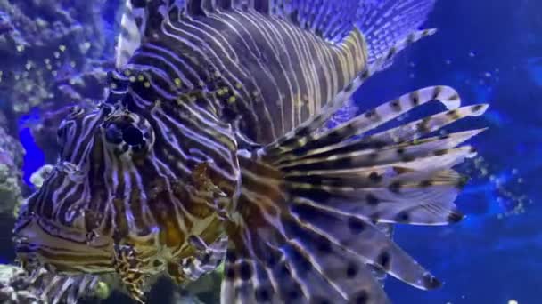 Group tropical redlion zebrafish water tank blue background closeup — Stock Video