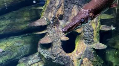 Lepisosteus Slender Gars balık akvaryumu