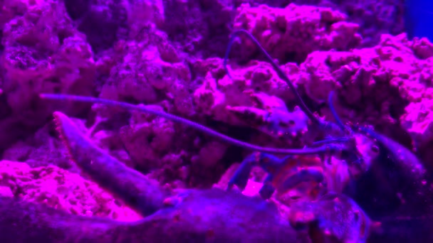 Живой аквариум с омарами розовый фон — стоковое видео