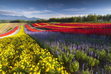 güzel çiçek bahçesi