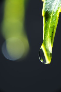 Bitki yapraklarından düşme anında Su damlacıkları