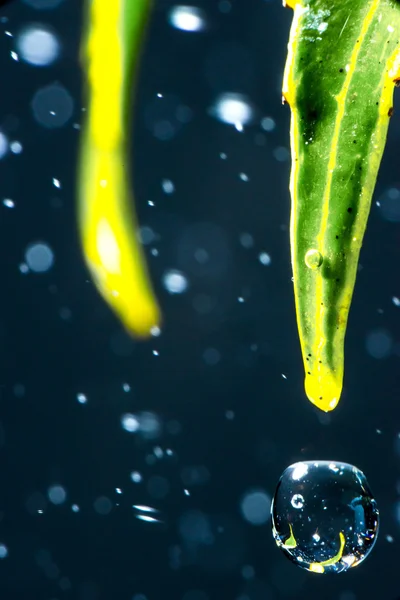 Gotas de água instantâneas caindo das folhas da planta — Fotografia de Stock