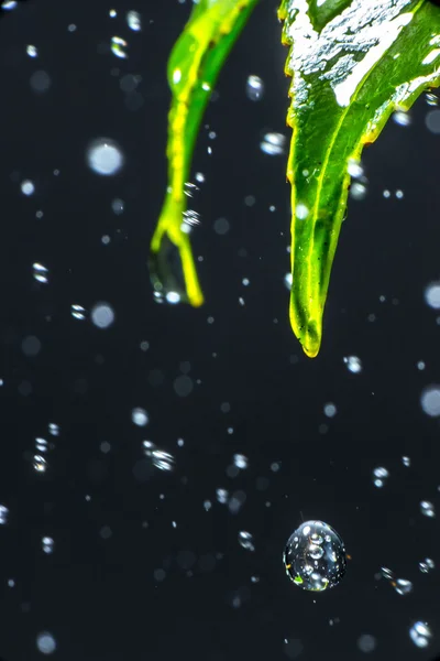 Gocce d'acqua istantanee che cadono dalle foglie della pianta — Foto Stock