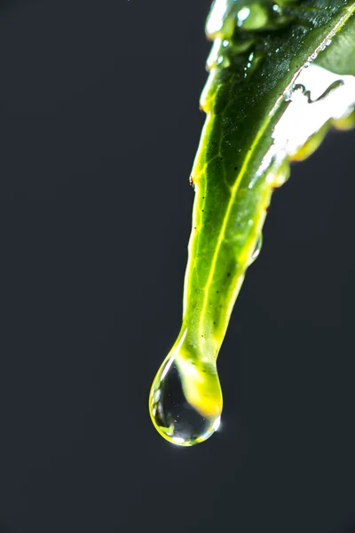 Gotas de água instantâneas caindo das folhas da planta — Fotografia de Stock