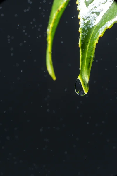 Gotas de água instantâneas caindo das folhas da planta — Fotografia de Stock