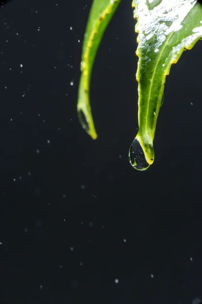 Gocce d'acqua istantanee che cadono dalle foglie della pianta — Foto Stock