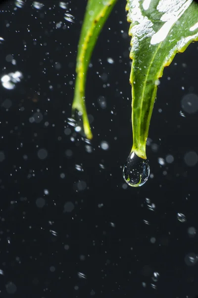 Instant vattendroppar som faller från bladen av plantan — Stockfoto
