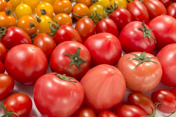 Es una fotografía de tomates frescos y mini tomates . — Foto de Stock