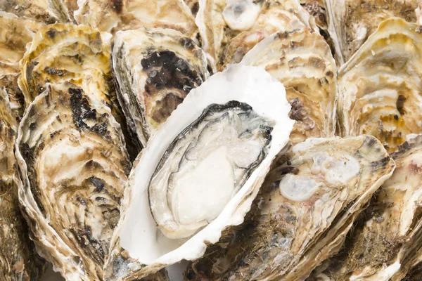 Oyster   Shell  Seafood Stock Picture