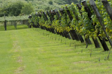 Temiz yönetim olmuştur güzel üzüm bağları