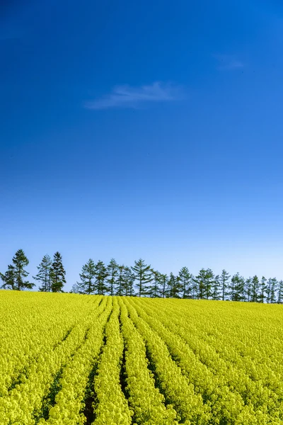 Campo amarillo de violación de buen tiempo — Foto de Stock