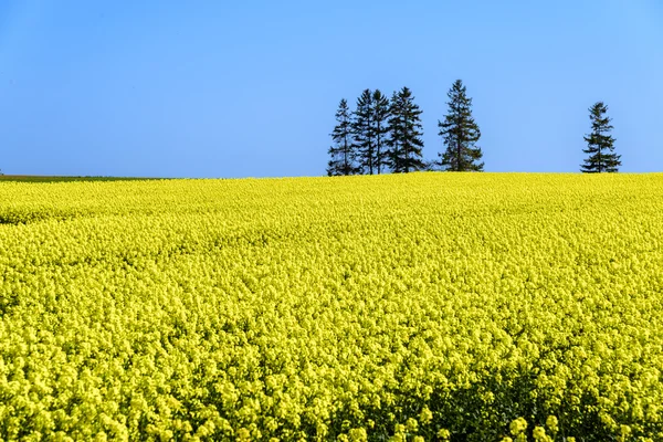 黄色的油菜田的好天气 — 图库照片