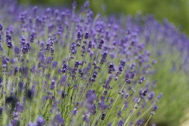 Güzel lavanta alanları olduğunu yaz mükemmel görünümü