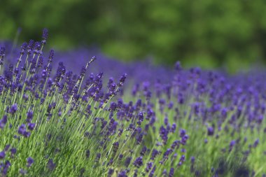 Güzel lavanta alanları olduğunu yaz mükemmel görünümü