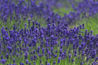 Güzel lavanta alanları olduğunu yaz mükemmel görünümü