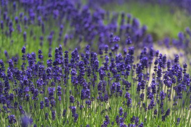 Güzel lavanta alanları olduğunu yaz mükemmel görünümü