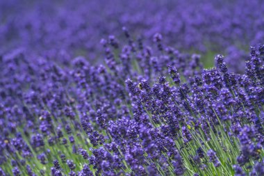 Güzel lavanta alanları olduğunu yaz mükemmel görünümü