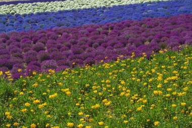Güzel lavanta alanları olduğunu yaz mükemmel görünümü