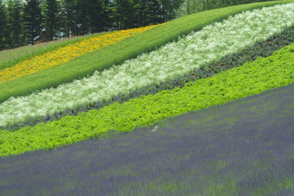 Belos campos de lavanda é vista soberba do verão — Fotografia de Stock