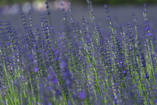 Beautiful lavender fields is superb view of the summer — Stock Photo, Image