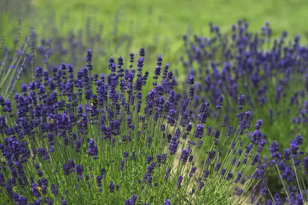 Belos campos de lavanda é vista soberba do verão — Fotografia de Stock