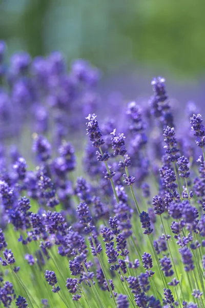 Beautiful lavender fields is superb view of the summer
