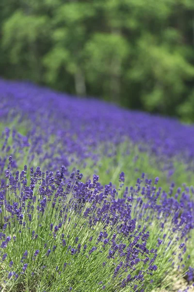 Belos campos de lavanda é vista soberba do verão — Fotografia de Stock