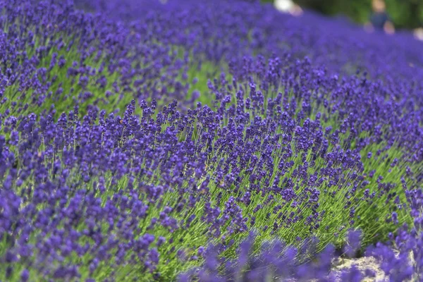 Beautiful lavender fields is superb view of the summer — Stock Photo, Image