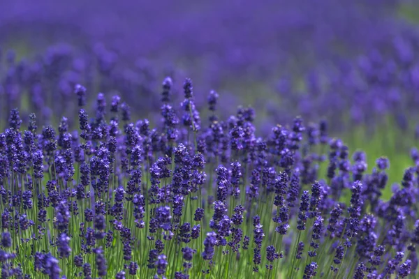 Beautiful lavender fields is superb view of the summer — Stock Photo, Image