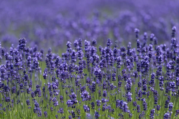 Hermosos campos de lavanda es una magnífica vista del verano —  Fotos de Stock