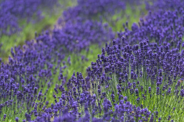 Hermosos campos de lavanda es una magnífica vista del verano —  Fotos de Stock