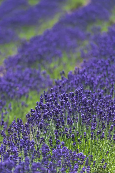 Belos campos de lavanda é vista soberba do verão — Fotografia de Stock