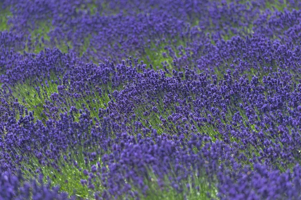 Prachtige lavendelvelden is prachtig uitzicht op de zomer — Stockfoto