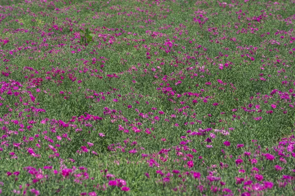 아름 다운 라벤더 필드는 여름의 절경 — 스톡 사진