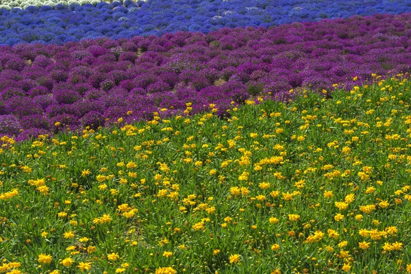 Beautiful lavender fields is superb view of the summer — Stock Photo, Image