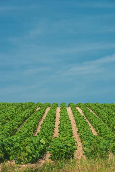 丘の美しい農業 — ストック写真