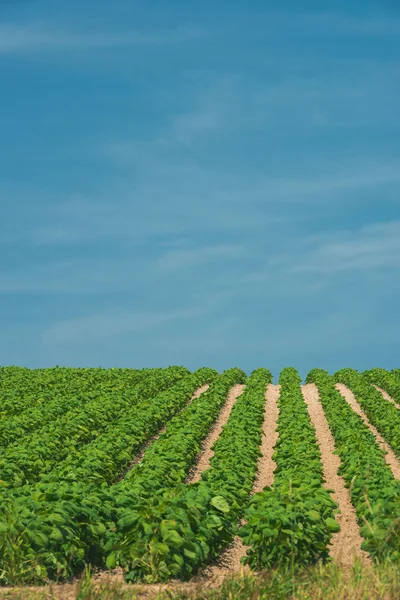 Mooie landbouw in de heuvels — Stockfoto