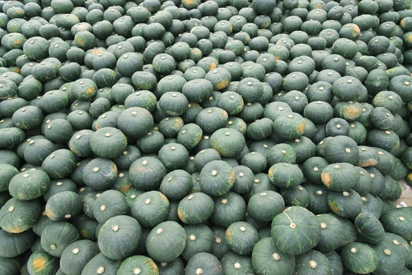 Récolte de citrouille — Photo