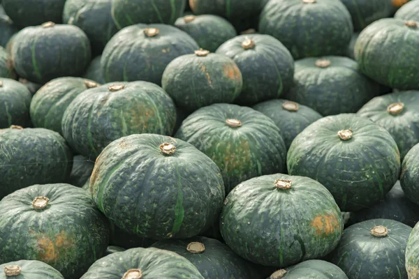 Cosecha de calabaza — Foto de Stock