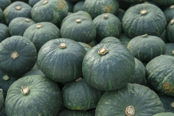 Cosecha de calabaza — Foto de Stock