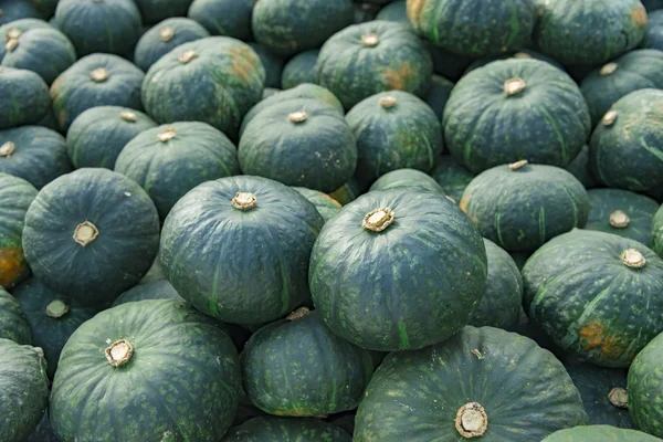 Cosecha de calabaza — Foto de Stock