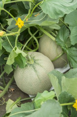 Alanını yetiştirilen kavun