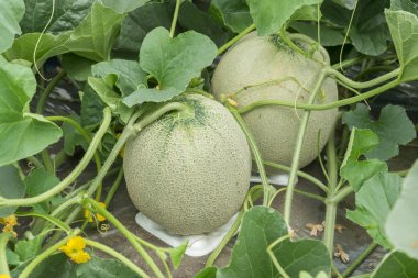 Alanını yetiştirilen kavun