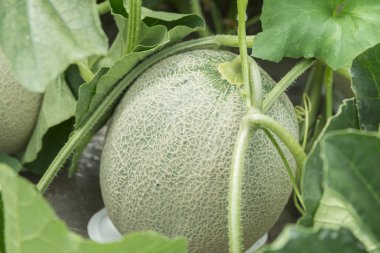 Alanını yetiştirilen kavun