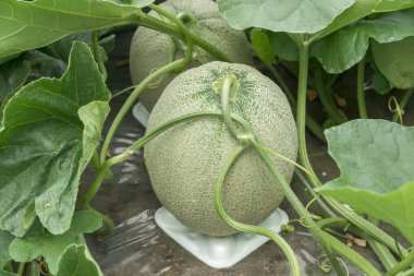 Alanını yetiştirilen kavun