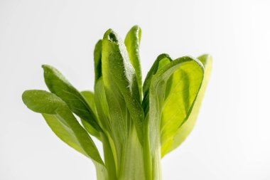 Taze ve lezzetli Çin lahanası