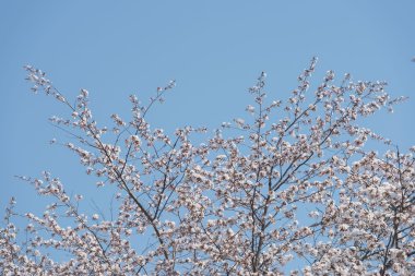 Güzel çiçek açan kiraz ağacı